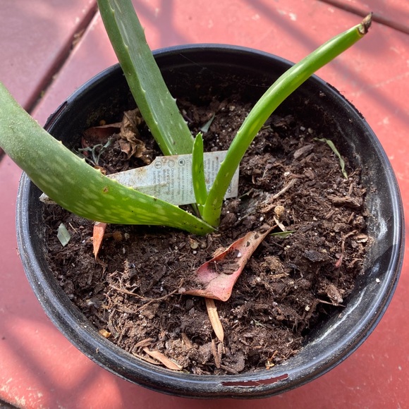 Aloe - Picture 4 of 5